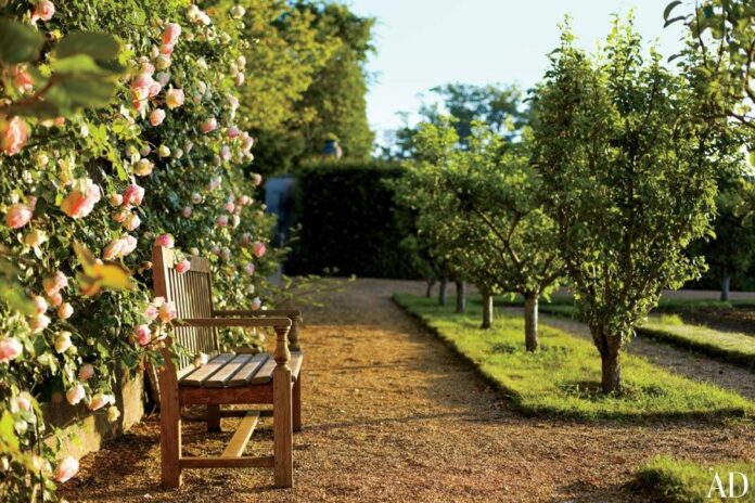 Лучшие сорта фруктовых деревьев для обустройства вашего сада — выбирайте от яблони до вишни