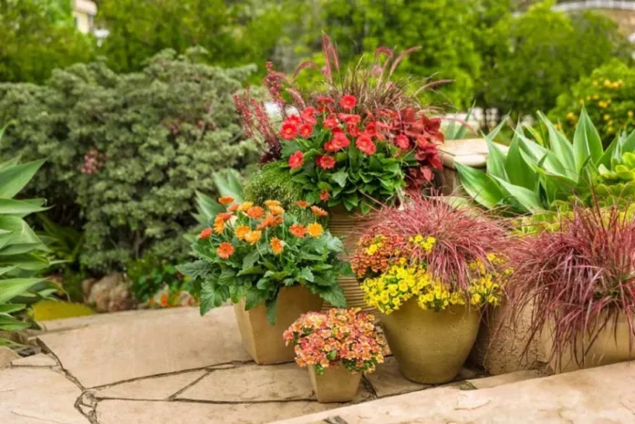 Разнообразие культурных растений для оживления вашего сада
